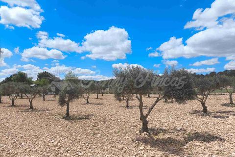Landejendom i Yecla, Murcia, Yecla - € 225.000 | Ref: SF0527 - foto 39